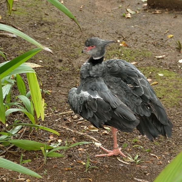 <h3><a href="/trips/salesopolis-2014/biota/animalia/chordata/aves/007 anseriformes/001 anhimidae/chauna torquata/chauna torquata-nl.html">Chauna&nbsp;torquata</a> / Southern&nbsp;screamer / Kuifhoenderkoet</h3><p>Deze foto is genomen in de dierentuin van Sao Paulo. Deze vogel komt voor in het zuidelijke deel van Brazilië. </p>NIKON D7100 met AF-S DX VR Zoom-Nikkor 18-200mm f/3.5-5.6G IF-ED [II], 1/60 sec  bij F5.6, ISO 560, afstand 7.94&nbsp;m